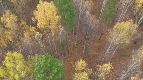 View of an autumn forest in Siberia Stock Footage 253392802