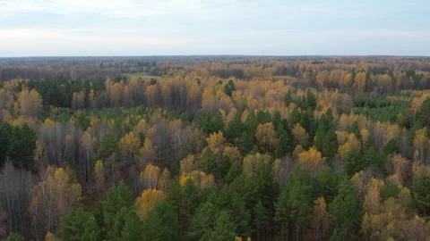 View of an autumn forest in Siberia Stock Footage 253392822