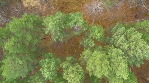 View of an autumn forest in Siberia Stock Footage 253392832