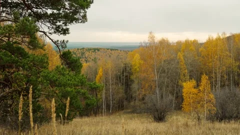 View of the autumn forest from the top of the mountain on a cloudy autumn day. Stock Footage 319062409