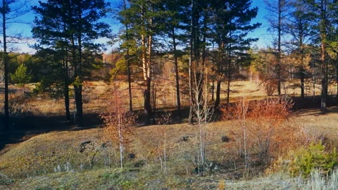 View of the autumn forest from the window of a moving train Video stock 96603821