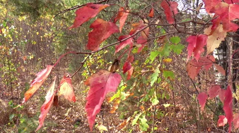 View of an autumn landscape Stock Footage 56171497