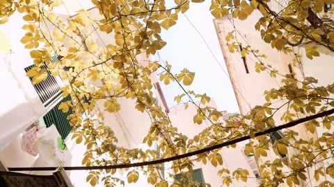 View on autumn leaves from below inside a village 4K Stock Footage 145362718