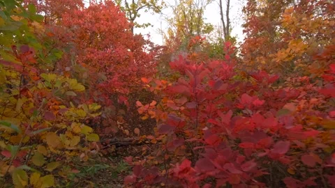 View Of Autumn Red Leaves During Forest Walk. Red Woods. Stock Footage 320338148