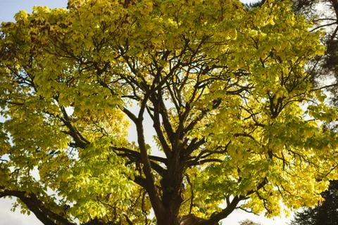 View of autumn tree Stock Photos