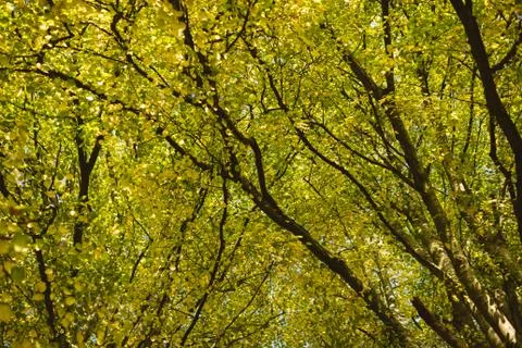 View of autumn tree Stock Photos