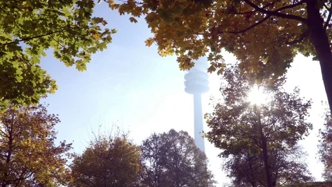 View on Autumn trees from below Stock Footage 70657749