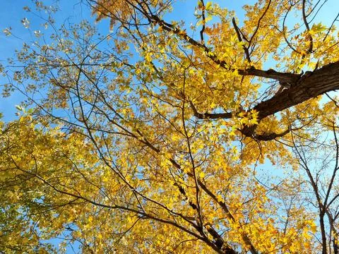 View of autumn trees from below Stock Photos