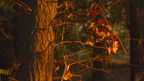 View of autumn trees in a clear Autumn day at sunset. Stock-Footage 121993659