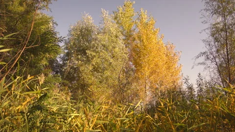 View of autumn trees in a clear Autumn day at sunset. Video stock 122010345