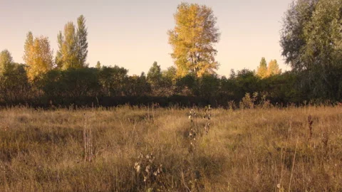 View of autumn trees in a clear Autumn day at sunset. 스톡 동영상 122011750