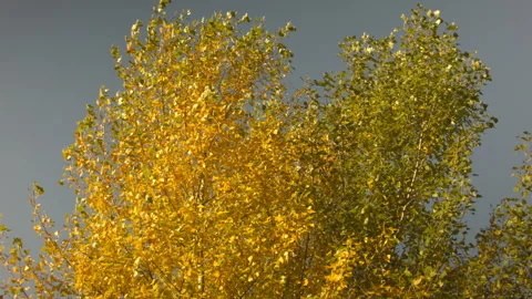 View of autumn trees in a clear Autumn day at sunset. 스톡 동영상 122012298