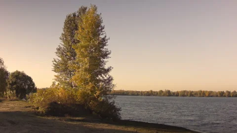 View of autumn trees in a clear Autumn day at sunset. Vidéo 122013279