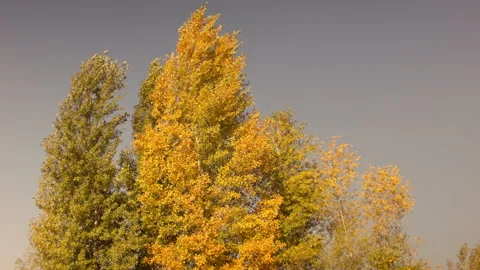 View of autumn trees in a clear Autumn day at sunset. Stock Footage 122013474