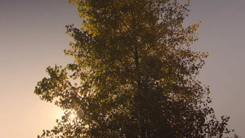 View of autumn trees in a clear Autumn day at sunset. 스톡 동영상 122029334