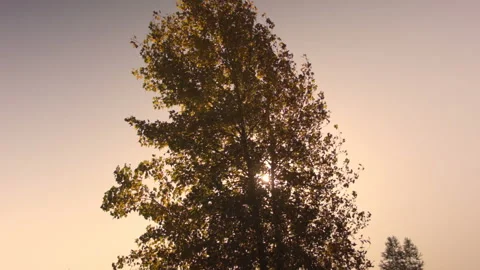 View of autumn trees in a clear Autumn day at sunset. 스톡 동영상 122029340