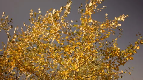 View of autumn trees in a clear Autumn day at sunset. 스톡 동영상 122048451