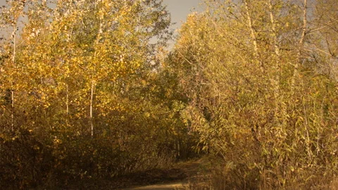 View of autumn trees in a clear Autumn day at sunset. Видео 122048799