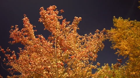 View of autumn trees in a clear Autumn day at sunset. 動画素材 122049893