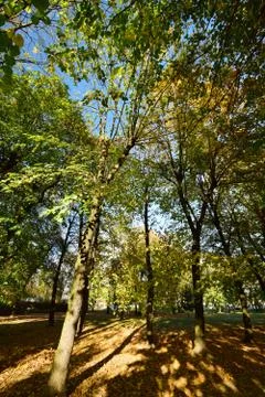 View of autumn trees Stock Photos