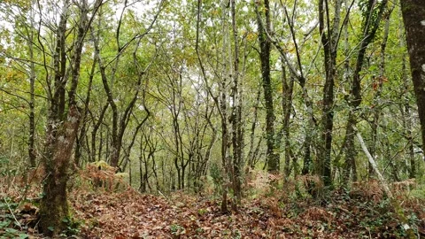 View of an autumnal forest tracking to the right and the left Stock Footage 221406234