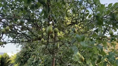 View of avocado trees Stock Footage 234846689