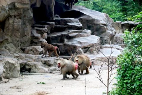 View of Baboons at zoo Stock Photos