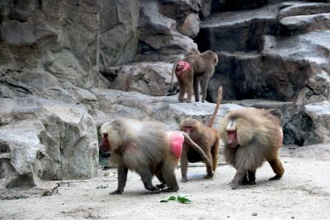 View of Baboons at zoo Stock Photos