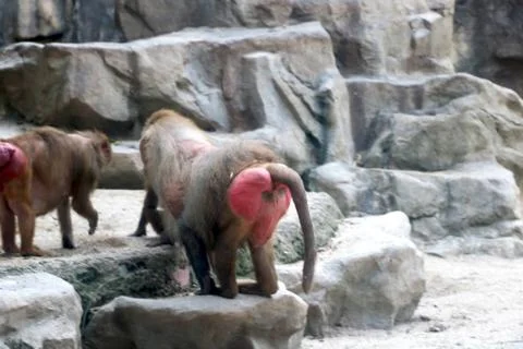 View of Baboons at zoo Stock Photos