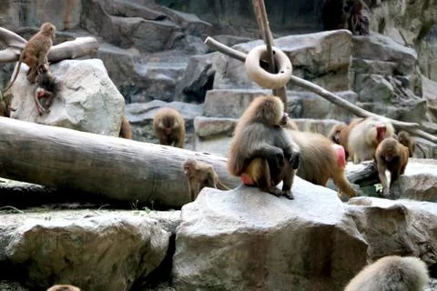 View of Baboons at zoo Stock Photos