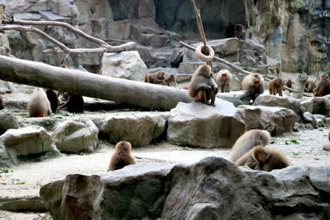 View of Baboons at zoo Stock Photos