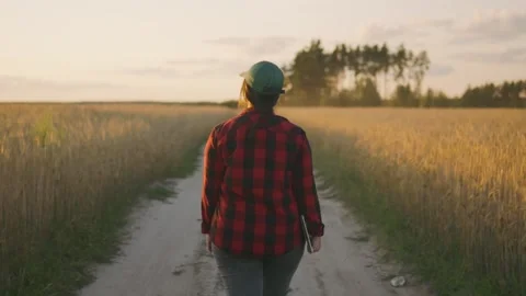 View from the back of an agronomist walking across a field with a tablet Stock Footage 256836859
