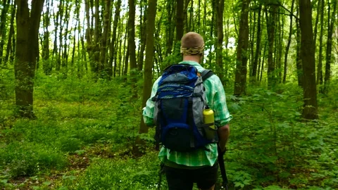 View from back. Backpacker with trekking sticks and walking in the forest. Stock Footage 76400990