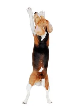 View from back of a begging beagle on hind legs Stock Photos