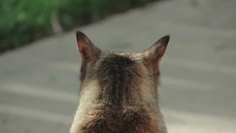 View of back of cats head outside moving ears with shallow depth of field Stock Footage 308610520
