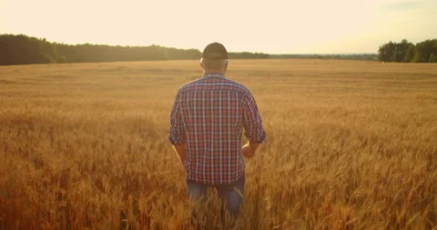 View from the back, an elderly male farmer in a field of wheat looks into the 스톡 동영상 135650109