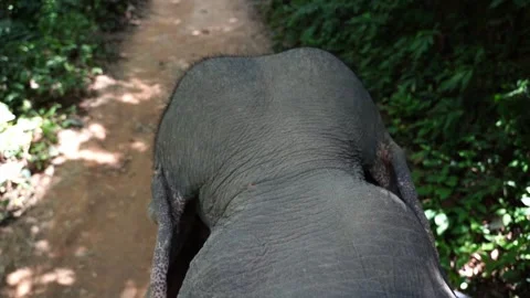View from the back of an elephant to the head of an elephant Stock Footage 269776031