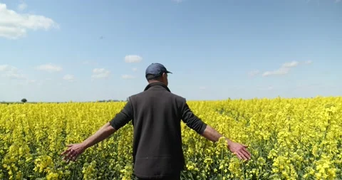 View from the back a man walking in a field of yellow flower. touches the Stock Footage 224049149