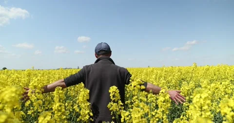 View from the back a man walking in a field of yellow flower. touches the Stock Footage 227124222
