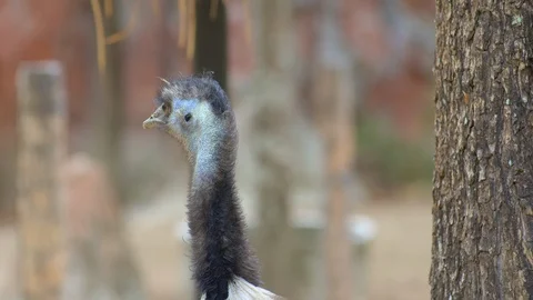 View from back of ostrich bird is standing near tree Video stock 115067571