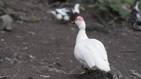 View of the back of a white duck standing on land, bald duck with no feathe.. Stock Footage 320132200