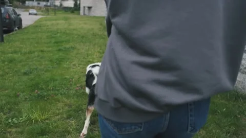 View from the back of a woman walking two active dogs 스톡 동영상 239438568