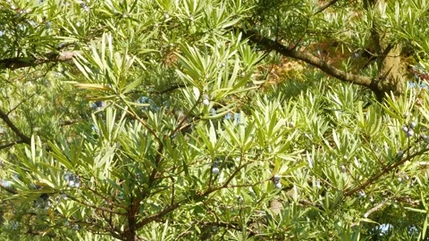 View background of green tea leaves in autumn daytime Stock Footage 243341791