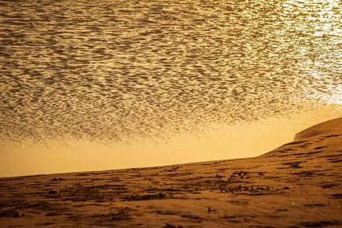 View of the backwaters during the sunset along the Kovalam Beach, Tamil Nadu Stock Photos