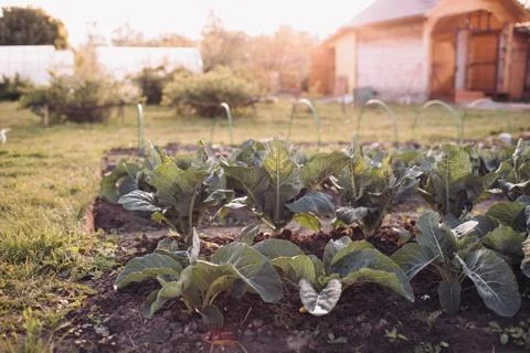 View of backyard with vegetable garden, cabbage grow Stock Photos