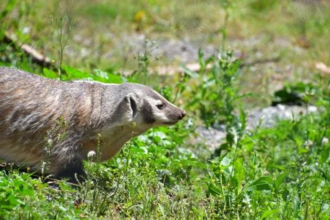 A view of  Badger playing on the ground. Stock Photos