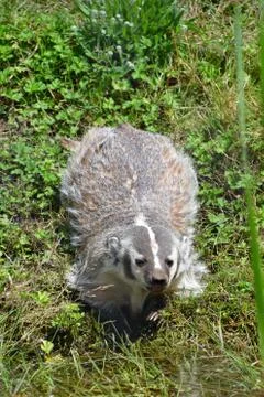 A view of  Badger playing on the ground. Stock Photos