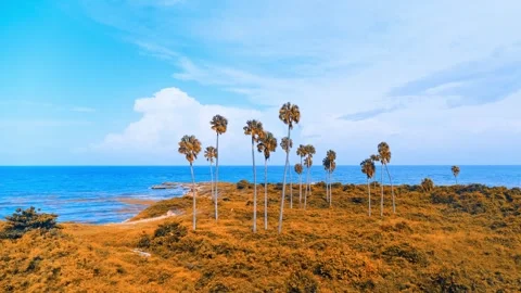 View from the Bahamas through the palm trees to the blue ocean. Stock Footage 270678441