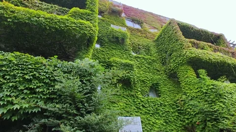 View of balconies and a wall covered with ivy. A house overgrown with ivy. Stock-Footage 285549929