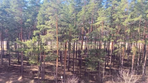 View from the balcony to the spruce forest in summer on a sunny summer day,.. Stock Footage 308804205